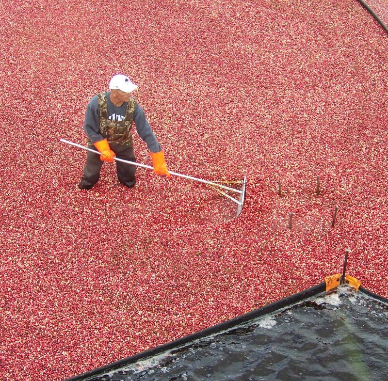 A cranberry harvester helps the berries along as they are pumped out of a Rochester bog and into a waiting truck. BY MATTHEW BERNAT